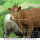Γαλβανισμένο φράχτη βοοειδών και δίκτυο Kraal